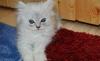 Котята персидские превью 955651.