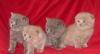 Британские и шотландские котята превью 955818.
