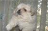 Пекинес раскошный мальчик превью 955873.
