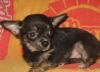 Щенок чихуахуа черно-подпалый с белым превью 955942.