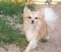 Шикарный кобель чихуа  в хорошие руки превью 956318.