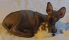 Продажа котят канадского сфинкса превью 956508.