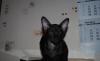 Чёрный ориентал (девочка,3 мес.) превью 956639.