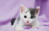 Редкий котенок с разноцветными глазами почти даром превью 956665.