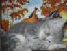 Превью Котенок шотландский страйт.недорого мальчик Москва - 2