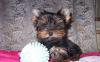 Йоркширский терьер  кобель превью 956869.