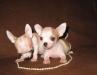 Щенки чихуа превью 956900.