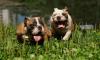 Английские бульдоги Богатыри превью 957492.