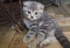 Породистые котята превью 957685.