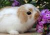 Вислоухие крольчата от питомника превью 958010.