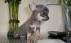 Щенки Чихуахуа. Окрас голубой с подпалом превью 959177.