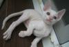 Продаются котята корниш рекс превью 959305.