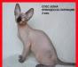 Канадский сфинкс котята превью 959609.