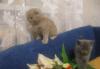 Превью Клубные котята от титулованных родителей Новосибирск - 2