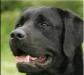 Щенок лабрадора превью 962634.