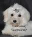 Щенки Мальтезе превью 962750.