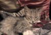 Превью Прекрасный котенок Москва - 1