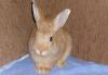 Продам карликового декоративного кролика превью 963542.