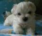 Щенки мальтезе (мальтийская болонка) превью 964177.