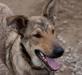 Кай, метис овчарки ищет дом превью 964811.