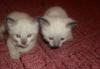 Тайские котята превью 965848.