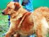 Превью Чарли, молодой активный пёсик!!! Весёлый рыжий кудряшка! Москва - 1