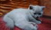 Превью Британские котята 2 месяца котики и кошечки Москва - 2
