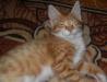 Отдам котенка в добрые руки превью 966330.