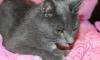 Отдам кошку превью 966508.