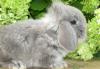 Вислоухие крольчата от питомника. Большой выбор превью 966848.
