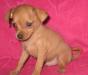 Породные рыжие щенки Русский той, от Чемпионов превью 967212.