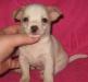 Чихуахуа гл-ш мальчик превью 967706.