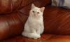 Элитная кошечка селкирк рекс летнее предложение превью 968916.
