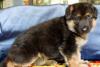 Немецкая овчарка.Перспективные щенки превью 969067.