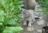 Превью Отдам красивых серых котят в хорошие руки Казань - 1