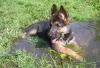 Щенки немецкой овчарки превью 969652.