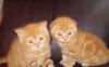 Шотландские  котята  красные  мраморные превью 969766.