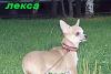 Подрощенная чихуа-хуа девочка(стандарт) превью 969795.