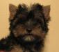 Йоркширский терьер   щенки превью 969919.