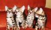 Бенгальские котята превью 969941.