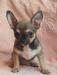 Чихуахуа мальчик кобби,курносый г/ш превью 969989.