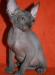 Девочка канадского сфинкса. Голубого окраса. Возра превью 971110.