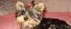 Щенки Йорка превью 971252.