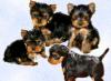 Щенки йоркширского терьера превью 971616.