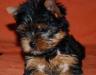 Щенки йоркширского терьера бейби-фейс ,вязки превью 971786.