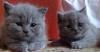Британские котята голубого окраса превью 971852.