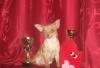 Чихуа девочка,(мини) торг превью 971908.