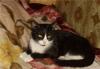 Кошечка Моника ищет дом превью 971926.