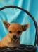 Чихуахуа щенки превью 971933.