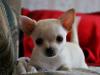 Чихуахуа, возраст 2,5 мес.Мини превью 972057.